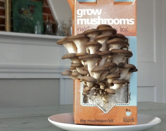 Grow Your Own Mushrooms ++ the pear and plum